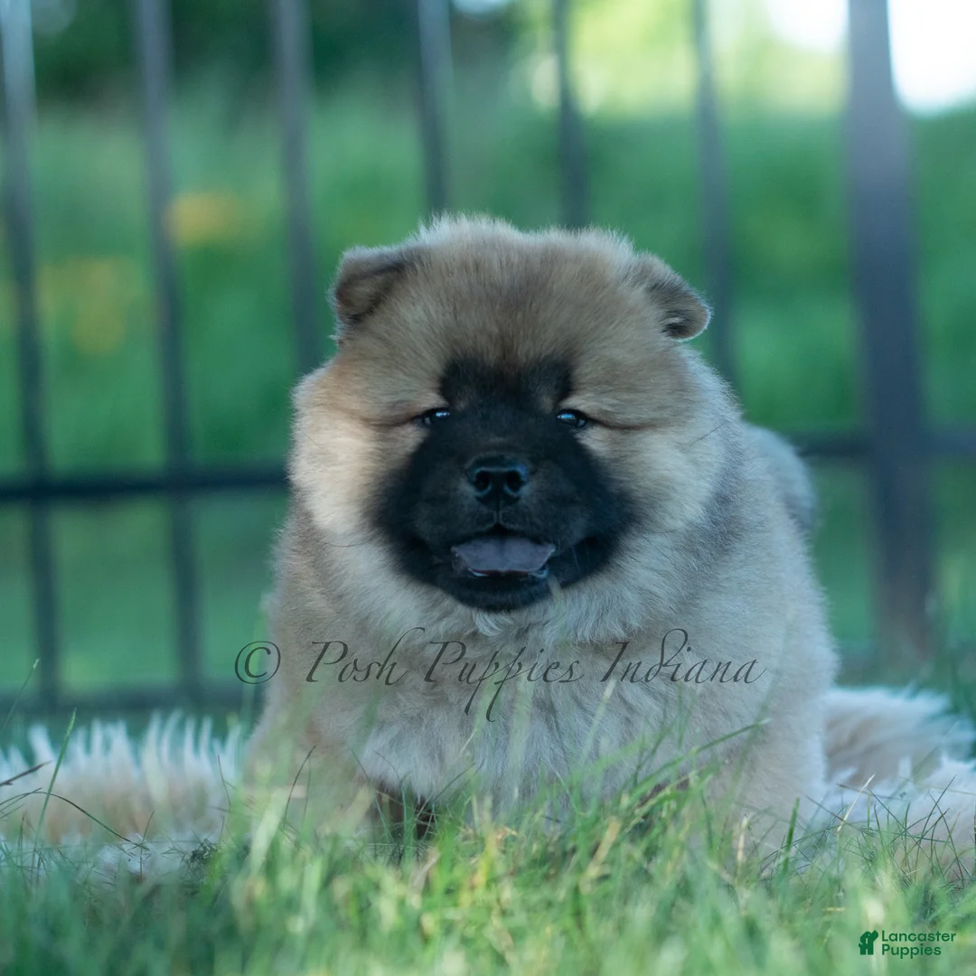 Chow Chow dogs for sale: Beast - Ad 1