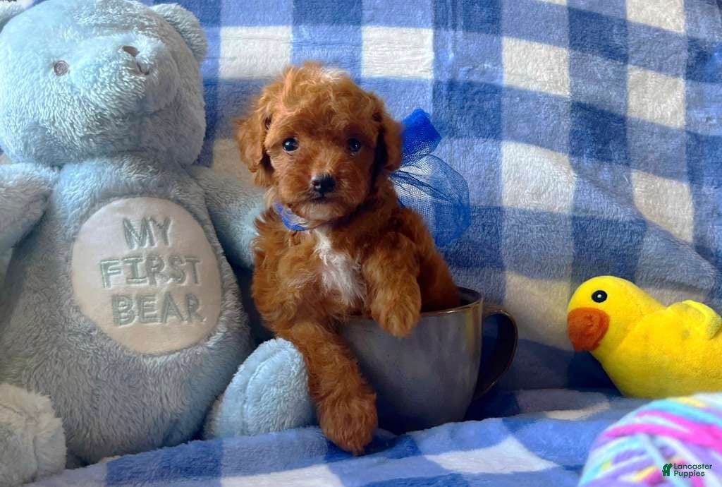 Toy Poodle dogs Romeo - Ad 20