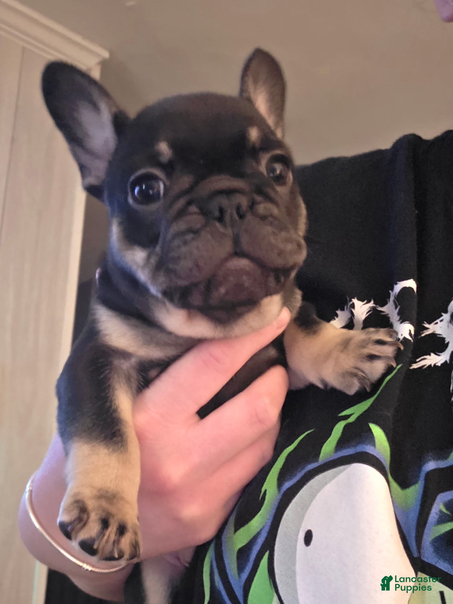 French Bulldog dogs Lucy - Ad 1