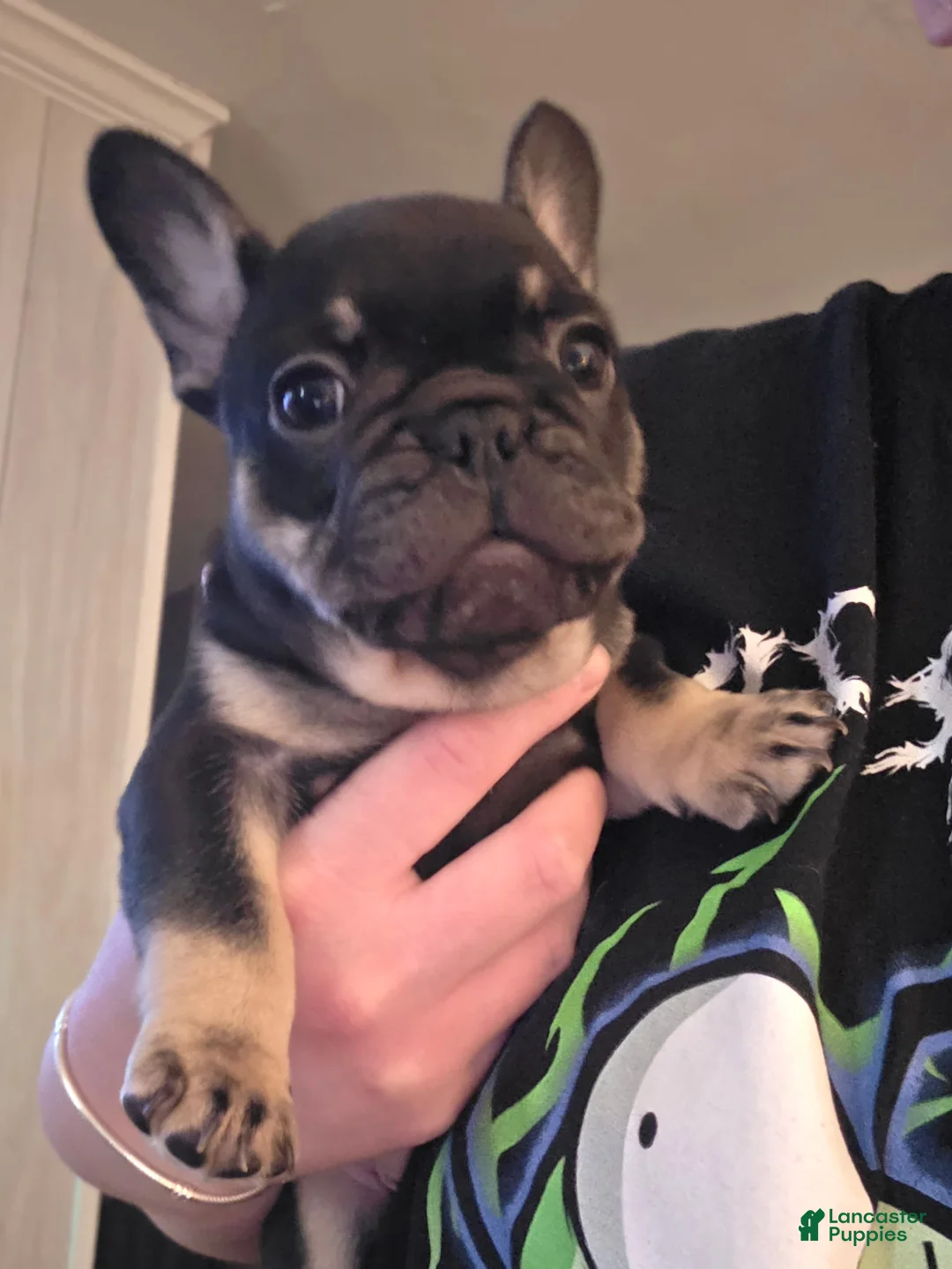French Bulldog dogs for sale: Lucy - Ad 1