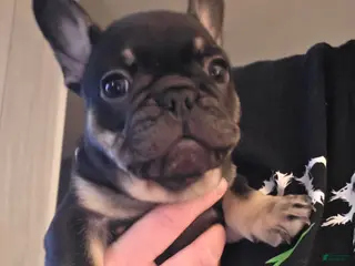 French Bulldog dogs for sale: Lucy - Ad 1