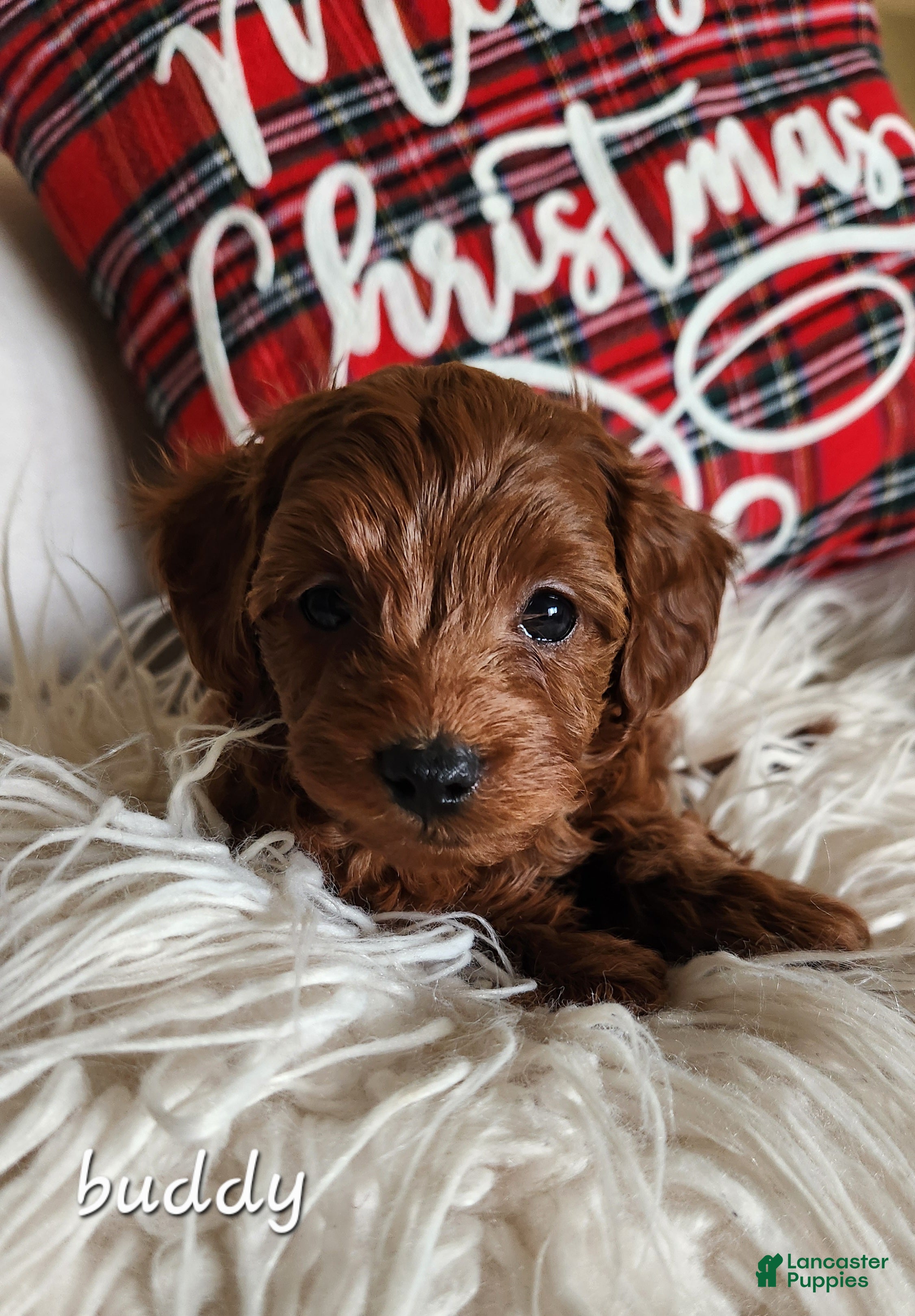Cavapoo dogs Buddy - Ad 15