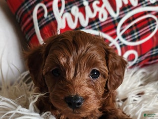 Cavapoo dogs Buddy - Ad 11