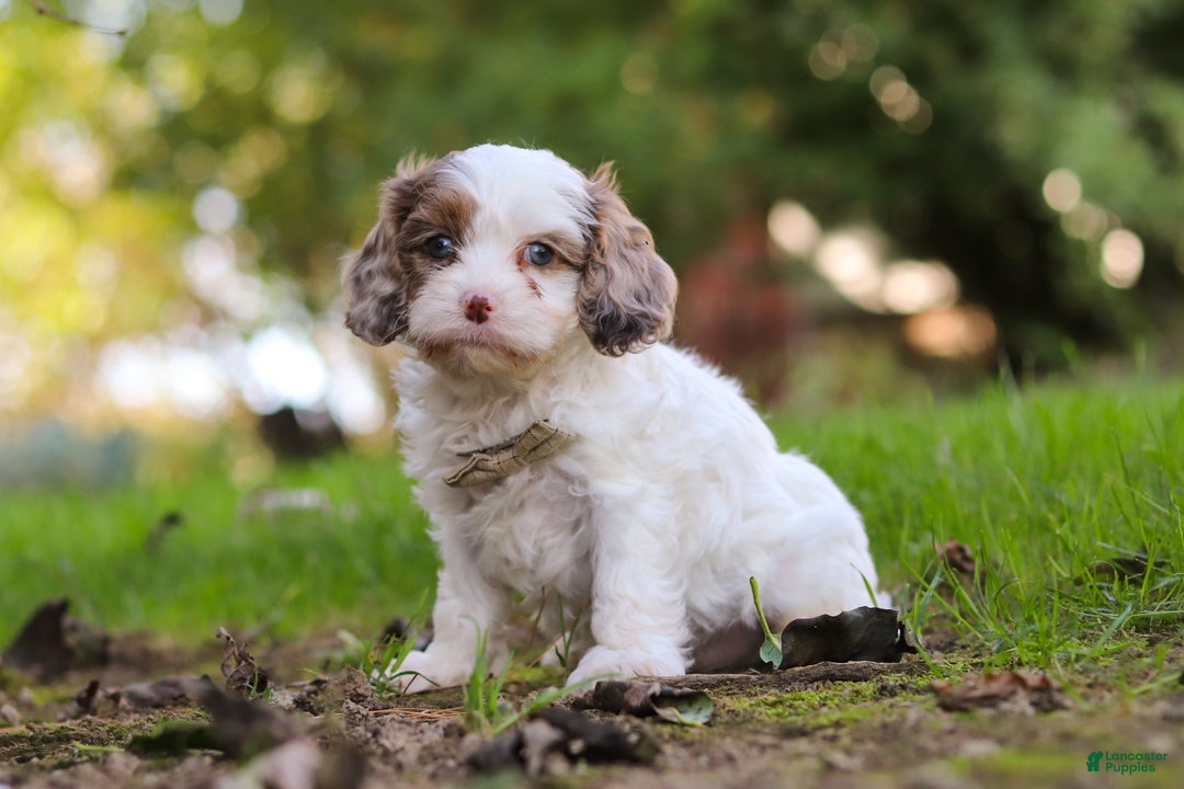 Cavapoo dogs for sale: Captain - Ad 9