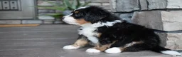 Mini Bernedoodle dogs for sale: Cody - Ad 5