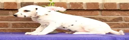 Dalmatian dogs for sale: Bella - Ad 6