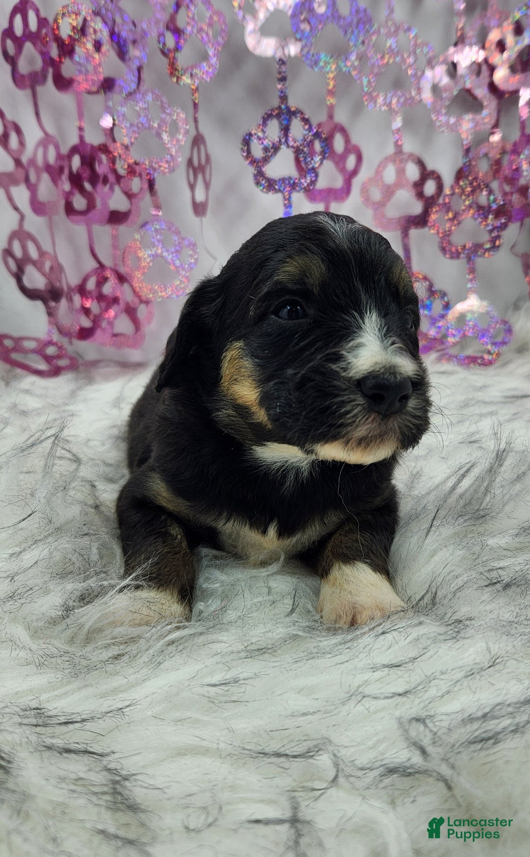 Mini Aussiedoodle dogs for sale: Mini Aussiedoodle Puppy 2 - Ad 5