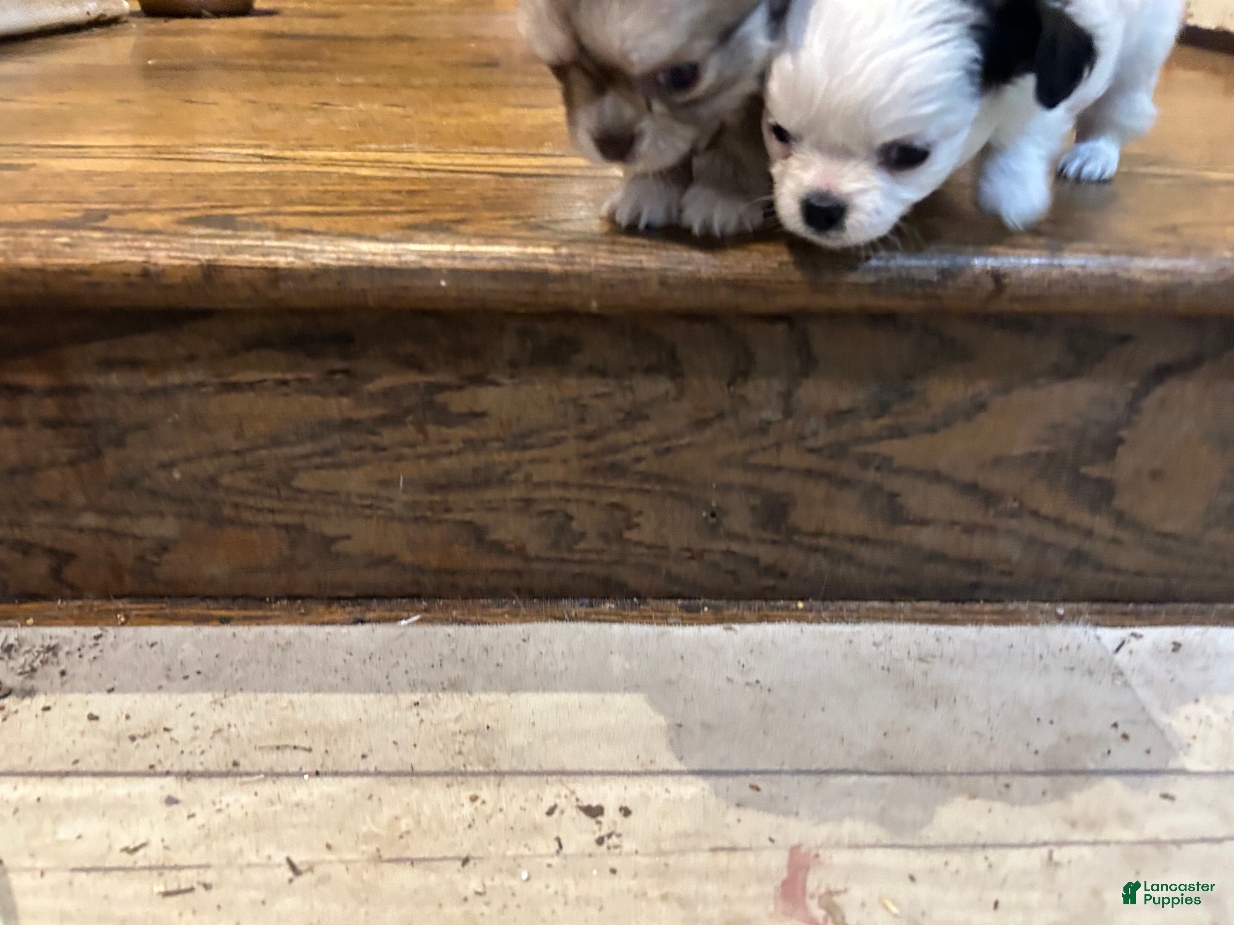 Chihuahua dogs Chihuahua Puppy 3 - Ad 2