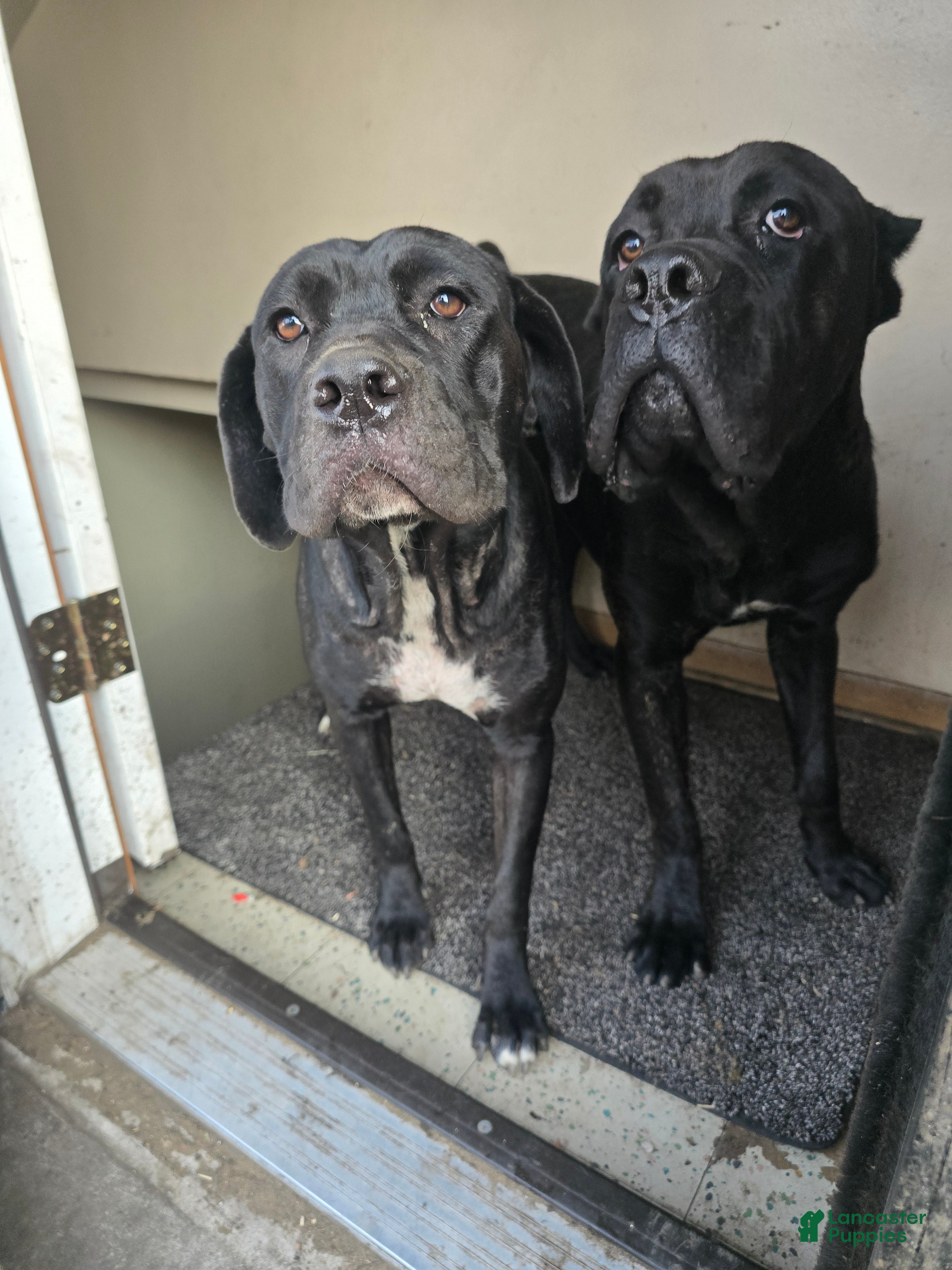 Cane Corso dogs Cane Corso 5 - Ad 2