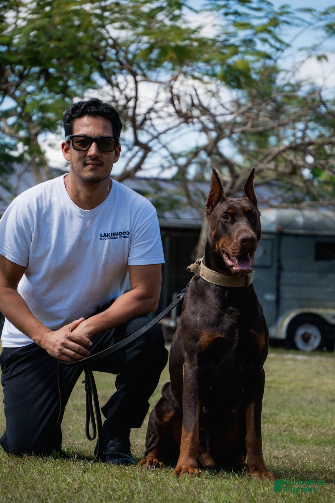 Doberman Pinscher dogs for sale: Red Male - Ad 7