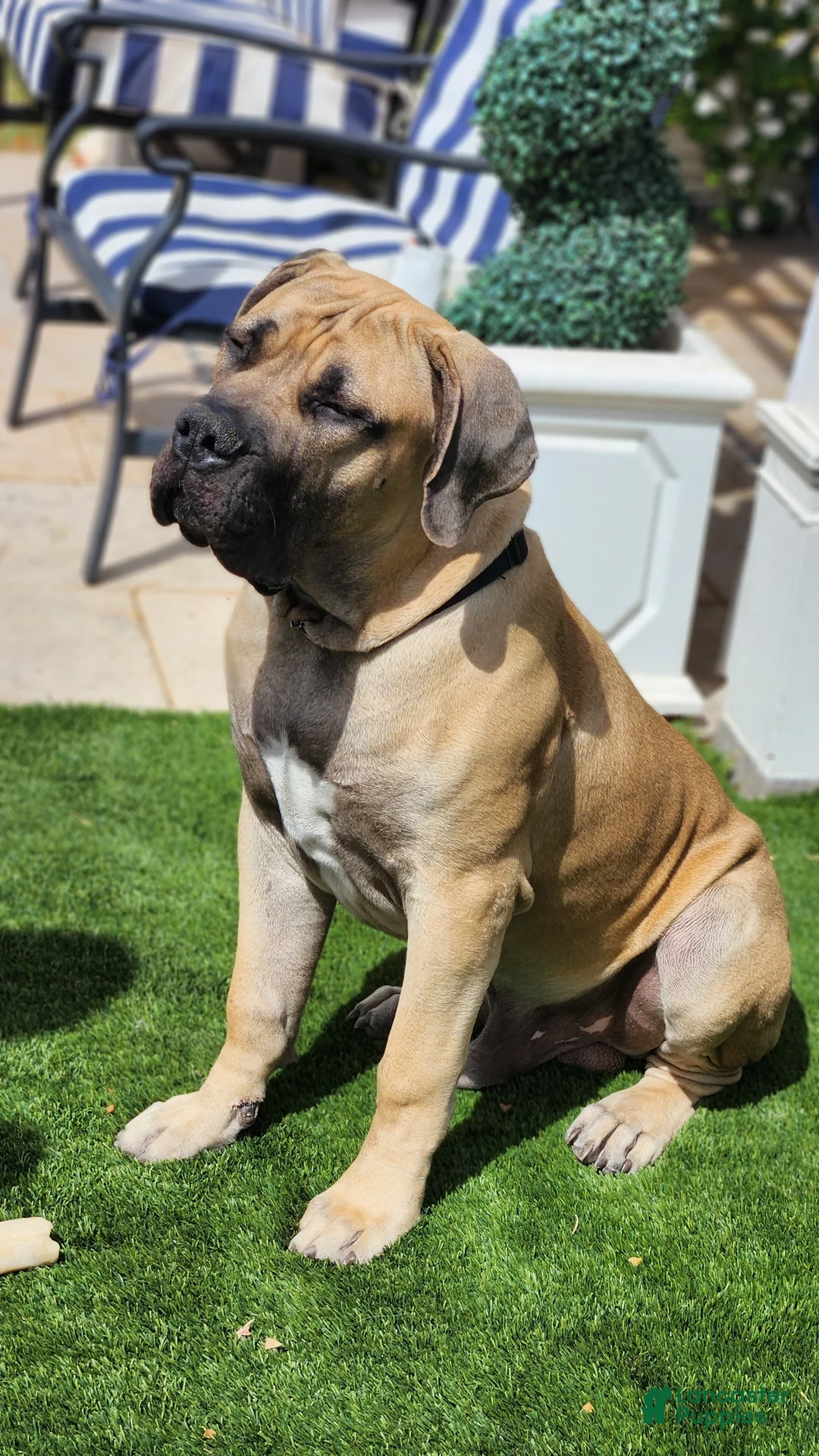 South African Boerboels dogs for sale: South African Boerboels Puppy 1 - Ad 1
