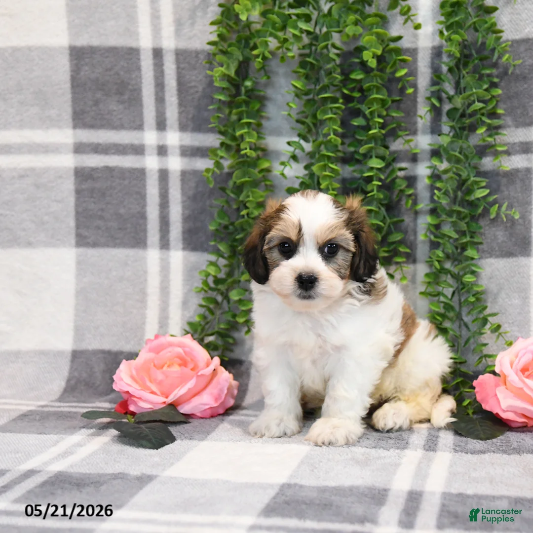 Teddy Bear dogs for sale: Skylar - Ad 1
