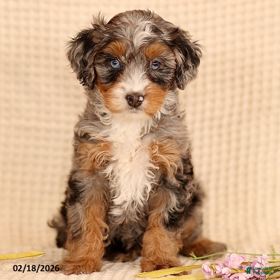 Mini Bernedoodle dogs Mandy - Ad 2