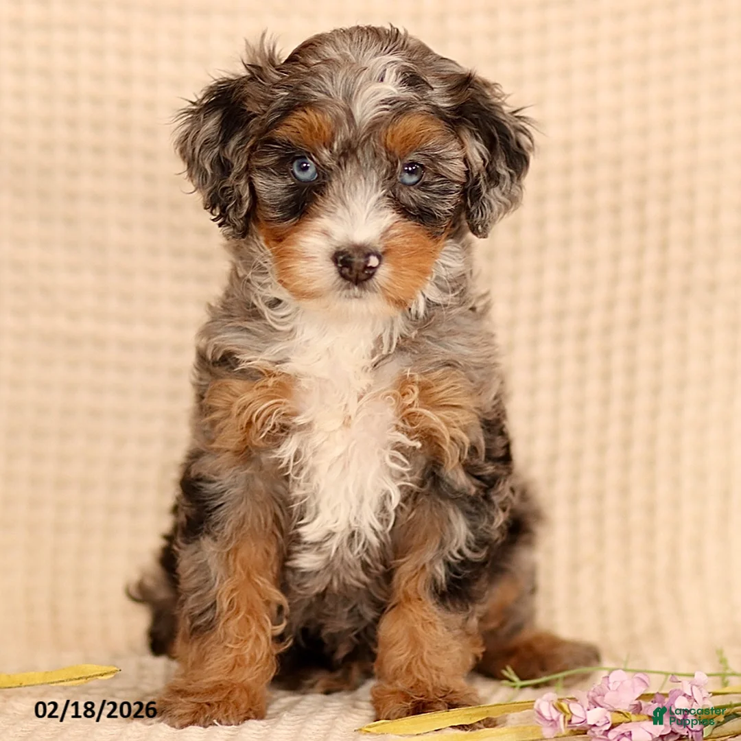 Mini Bernedoodle dogs for sale: Mandy - Ad 2