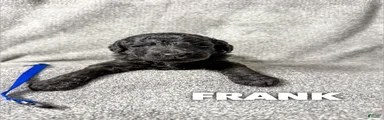 Frank - AKC 
