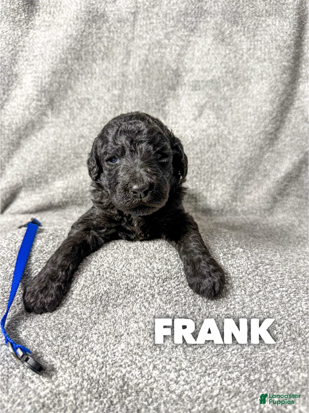 Standard Poodle dogs for sale: Frank - AKC  - Ad 1