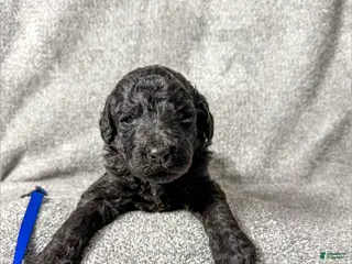 Standard Poodle dogs Frank - AKC - Ad 26