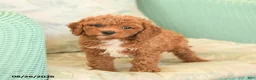 Cavapoo dogs for sale: Flo  - Ad 3