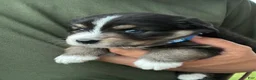 Australian Shepherd dogs for sale: Stetson  - Ad 4
