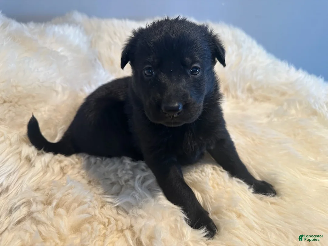 German Shepherd dogs for sale: Princess - Ad 1