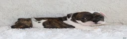 English Bulldog dogs for sale: Harry - Ad 7