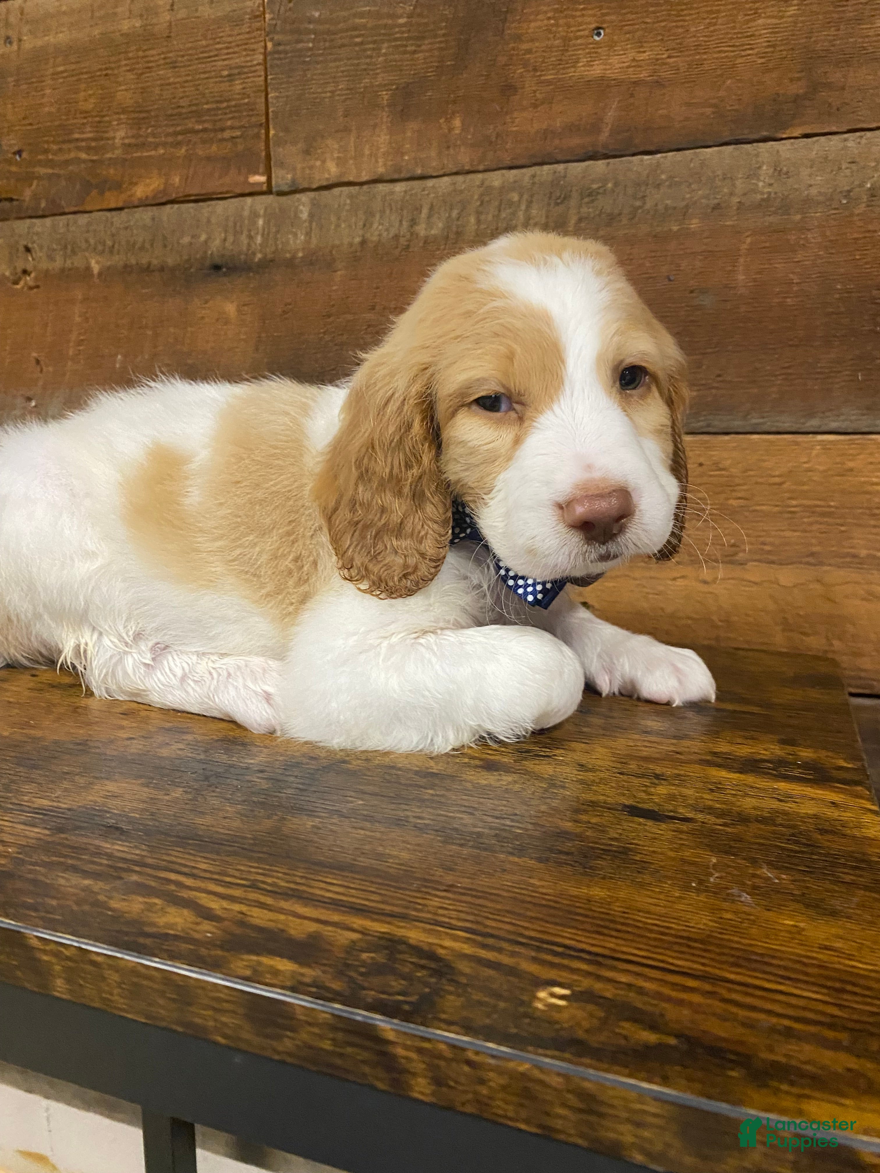 Mixed Breed dogs Coker Doodle (Boy) - Ad 21