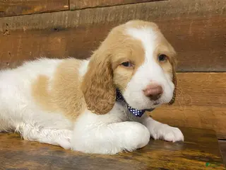 Mixed Breed dogs Coker Doodle (Boy) - Ad 21