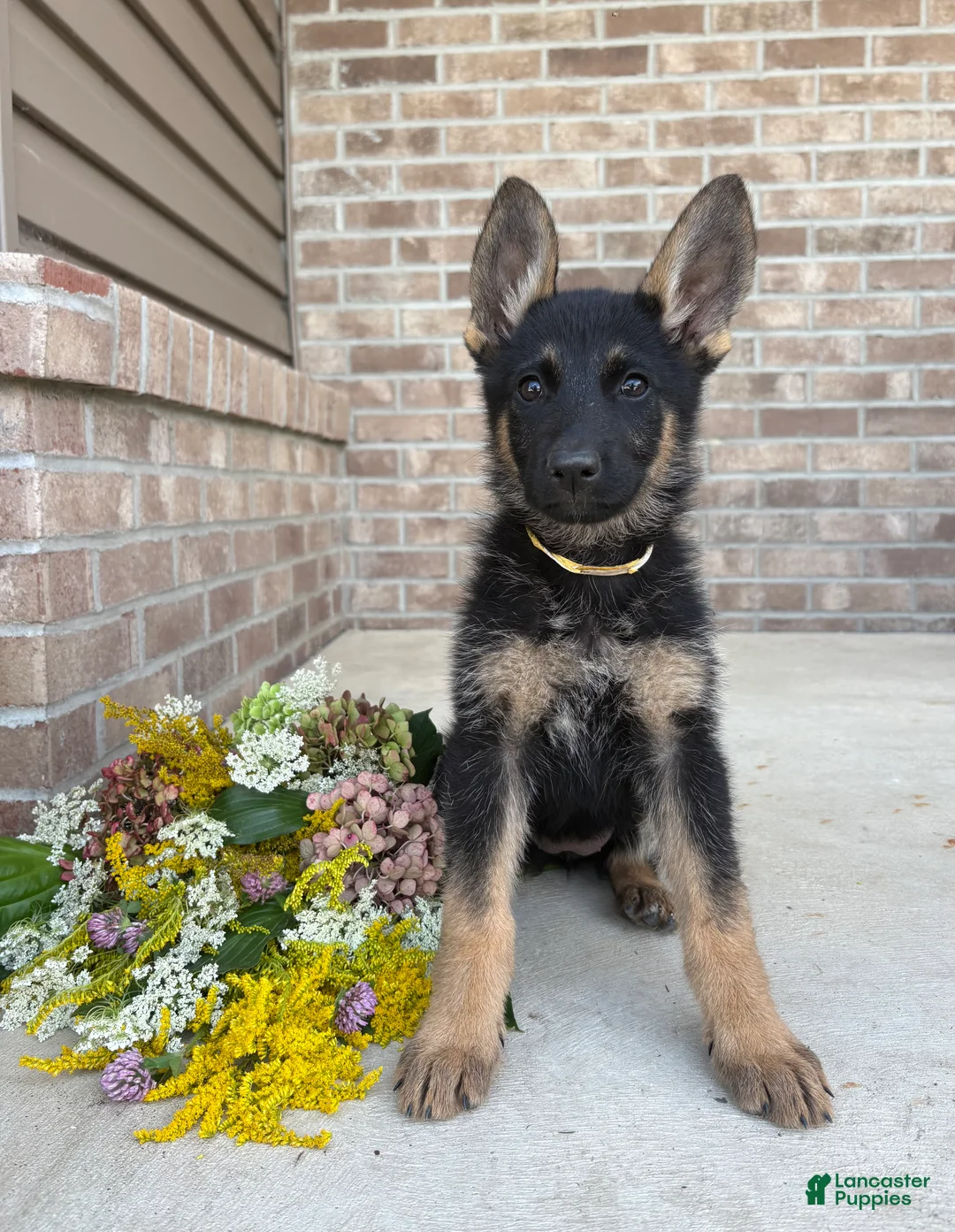 German Shepherd dogs for sale: Tammy - Ad 1