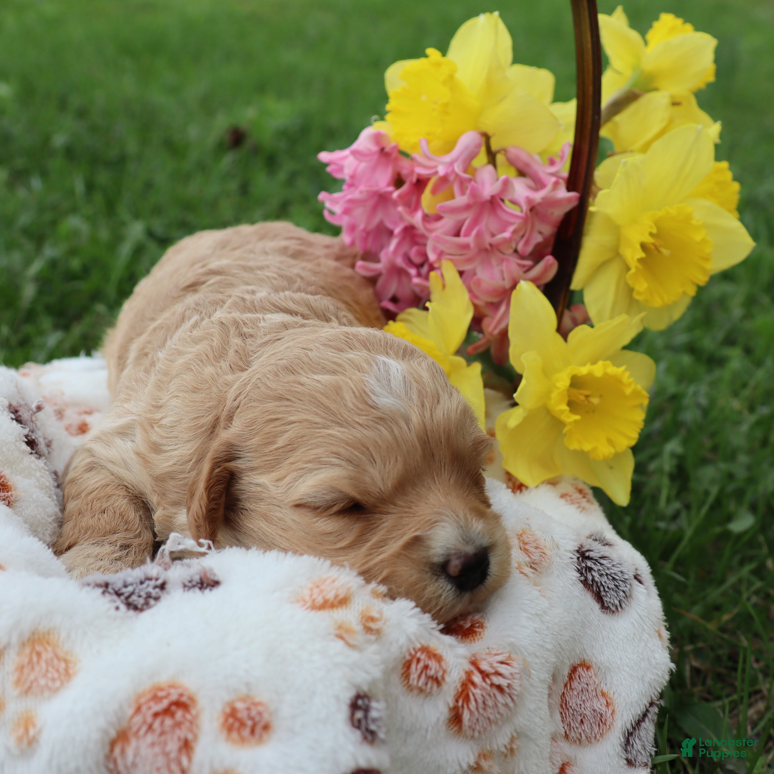 Mini Goldendoodle dogs Dawn - Ad 2