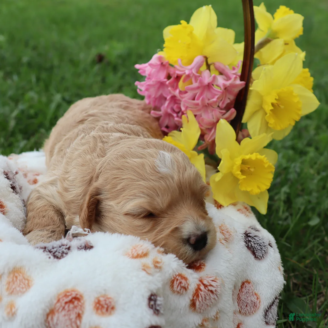 Mini Goldendoodle dogs for sale: Dawn - Ad 2