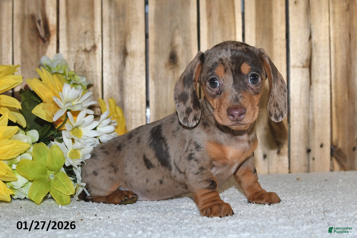 Miniature Dachshund dogs Wendy - Ad 4