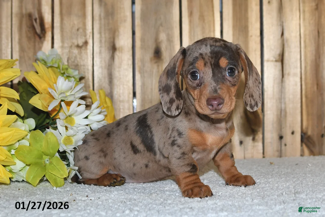 Miniature Dachshund dogs for sale: Wendy - Ad 1