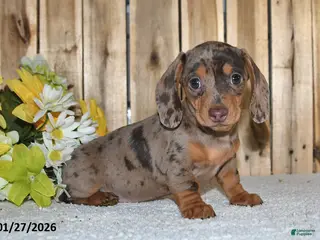 Miniature Dachshund dogs Wendy - Ad 4