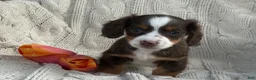 Miniature Dachshund dogs for sale: Tina - Ad 3