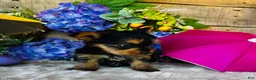 Yorkshire Terrier dogs for sale: MiMi - Ad 3
