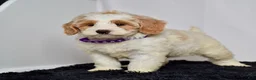 Mini Goldendoodle dogs for sale: Ms. Maddie - Ad 5