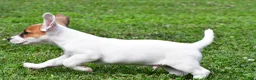 Jack Russell Terrier dogs for sale: Buster - Ad 14