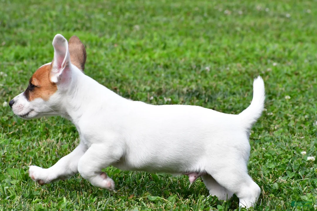 Jack Russell Terrier dogs for sale: Buster - Ad 14