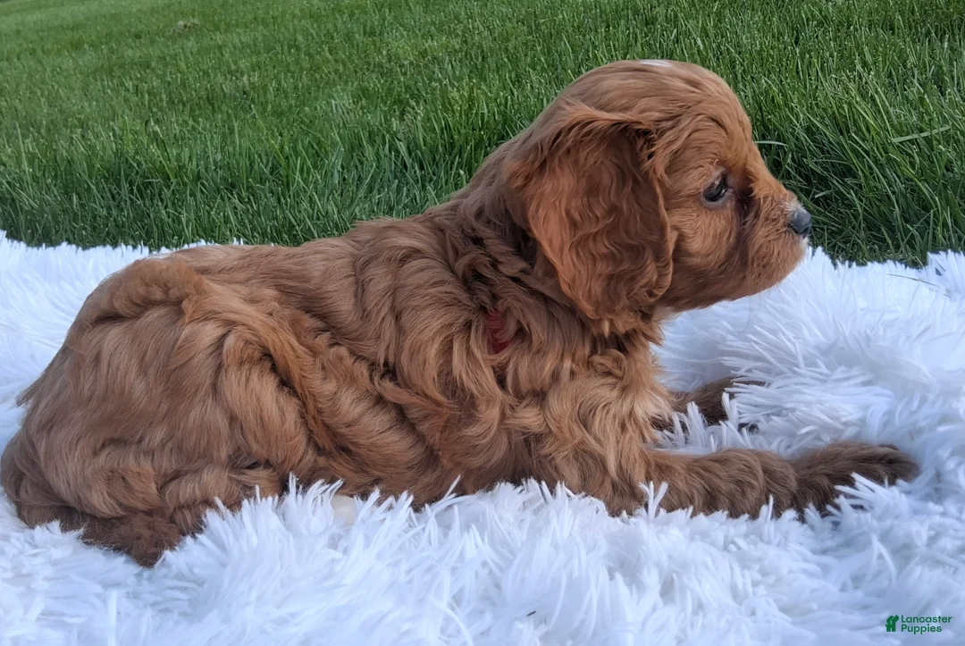 Cavapoo dogs for sale: Ollie - Ad 2