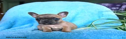 French Bulldog dogs for sale: Flora   - Ad 8