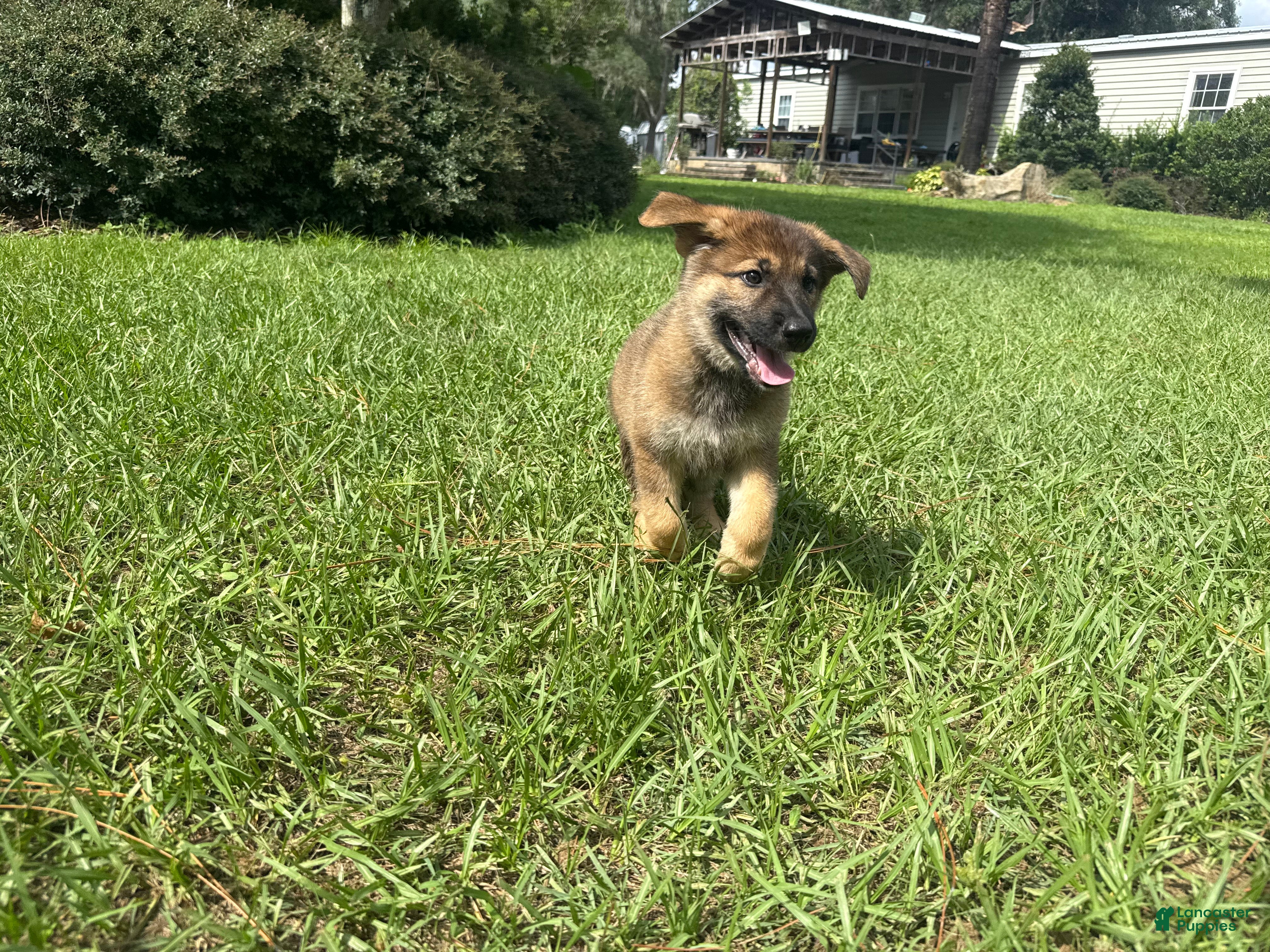 German Shepherd dogs Delilah - Ad 2