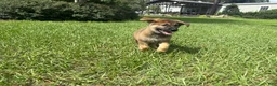 German Shepherd dogs for sale: Delilah - Ad 89