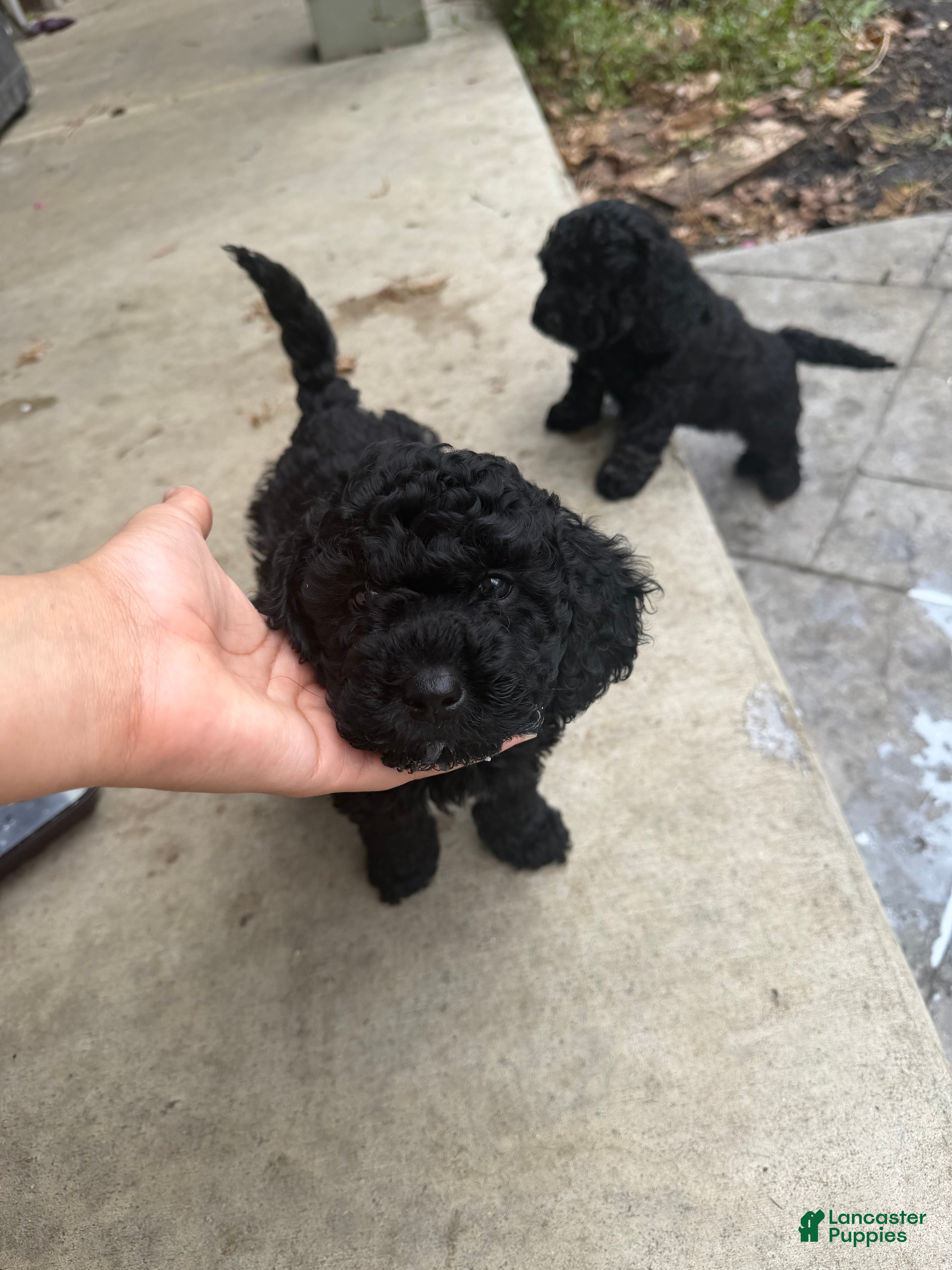 Mixed Breed dogs Mixed Breed Puppy 2 - Ad 21