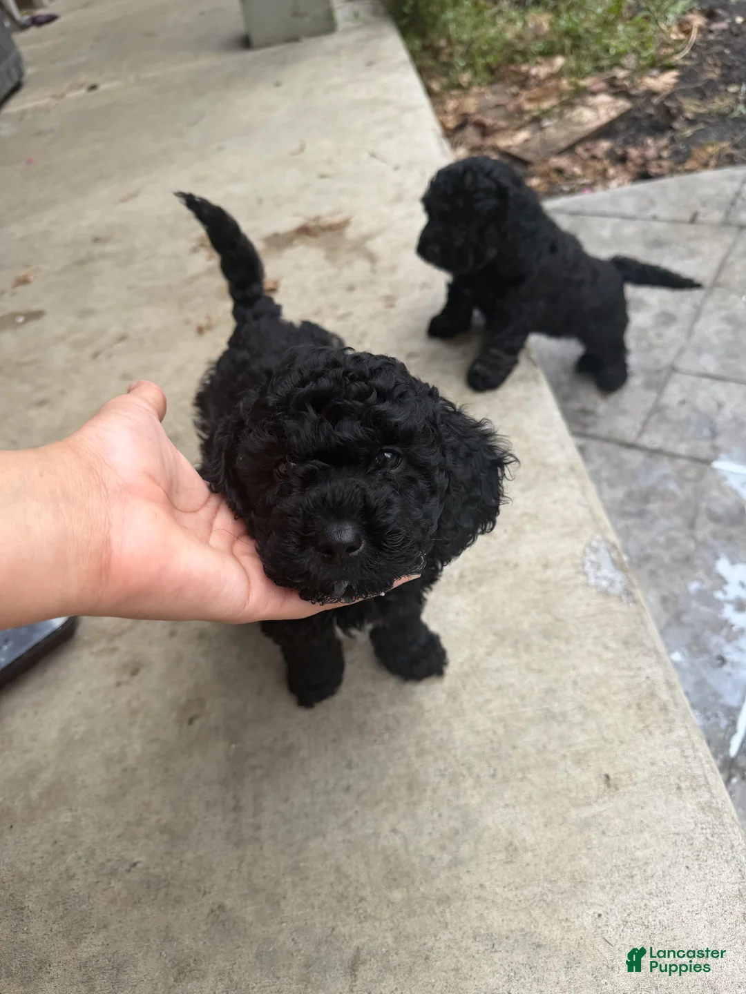 Mixed Breed dogs for sale: Mixed Breed Puppy 2 - Ad 1