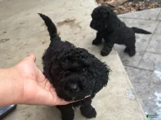 Mixed Breed dogs Mixed Breed Puppy 2 - Ad 21