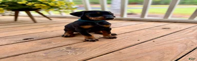 Doberman Pinscher Puppy 2