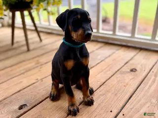 Doberman Pinscher dogs Doberman Pinscher Puppy 2 - Ad 11