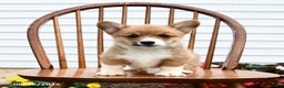 Welsh Corgi Pembroke dogs for sale: Bear - Ad 2