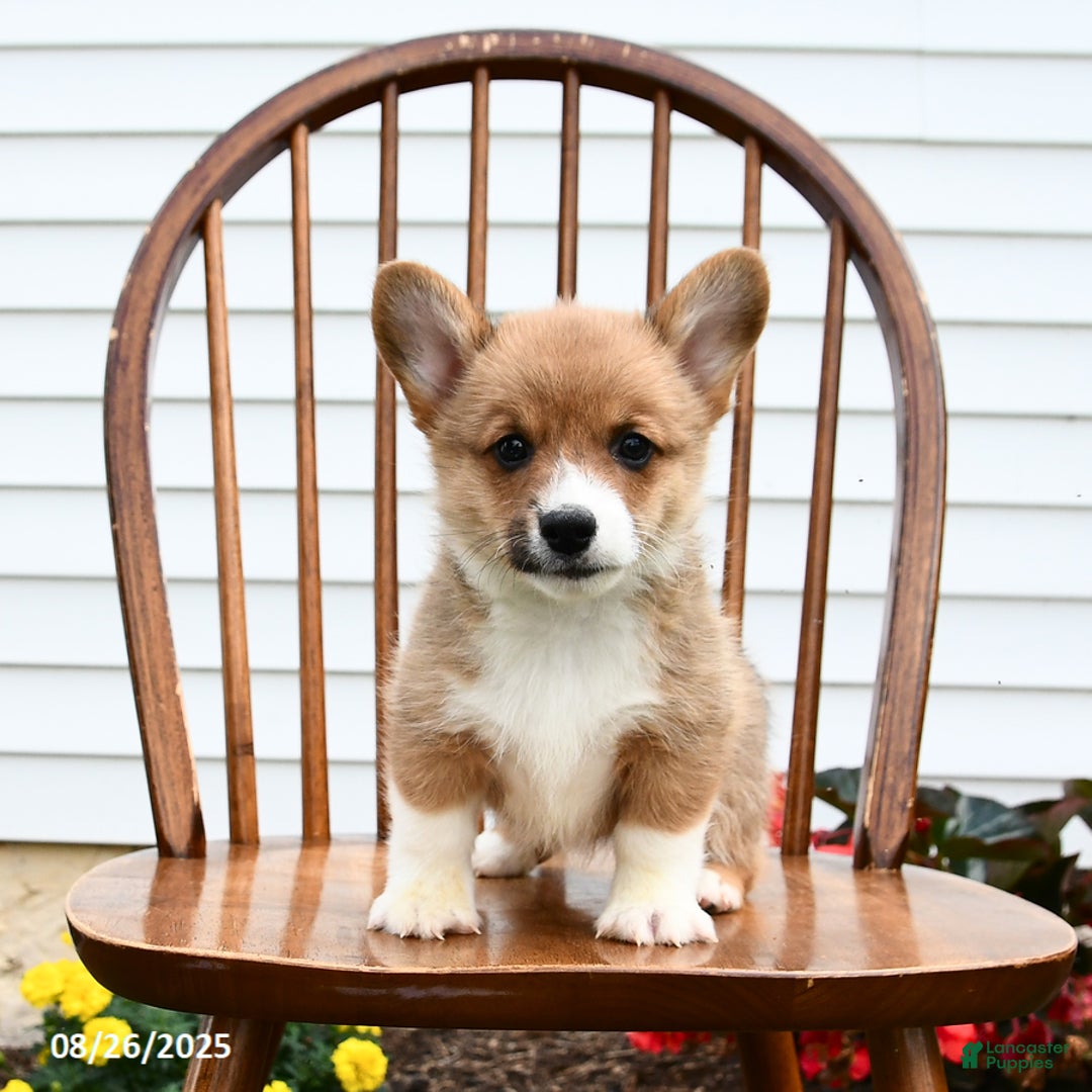 Welsh Corgi Pembroke dogs for sale: Bear - Ad 2