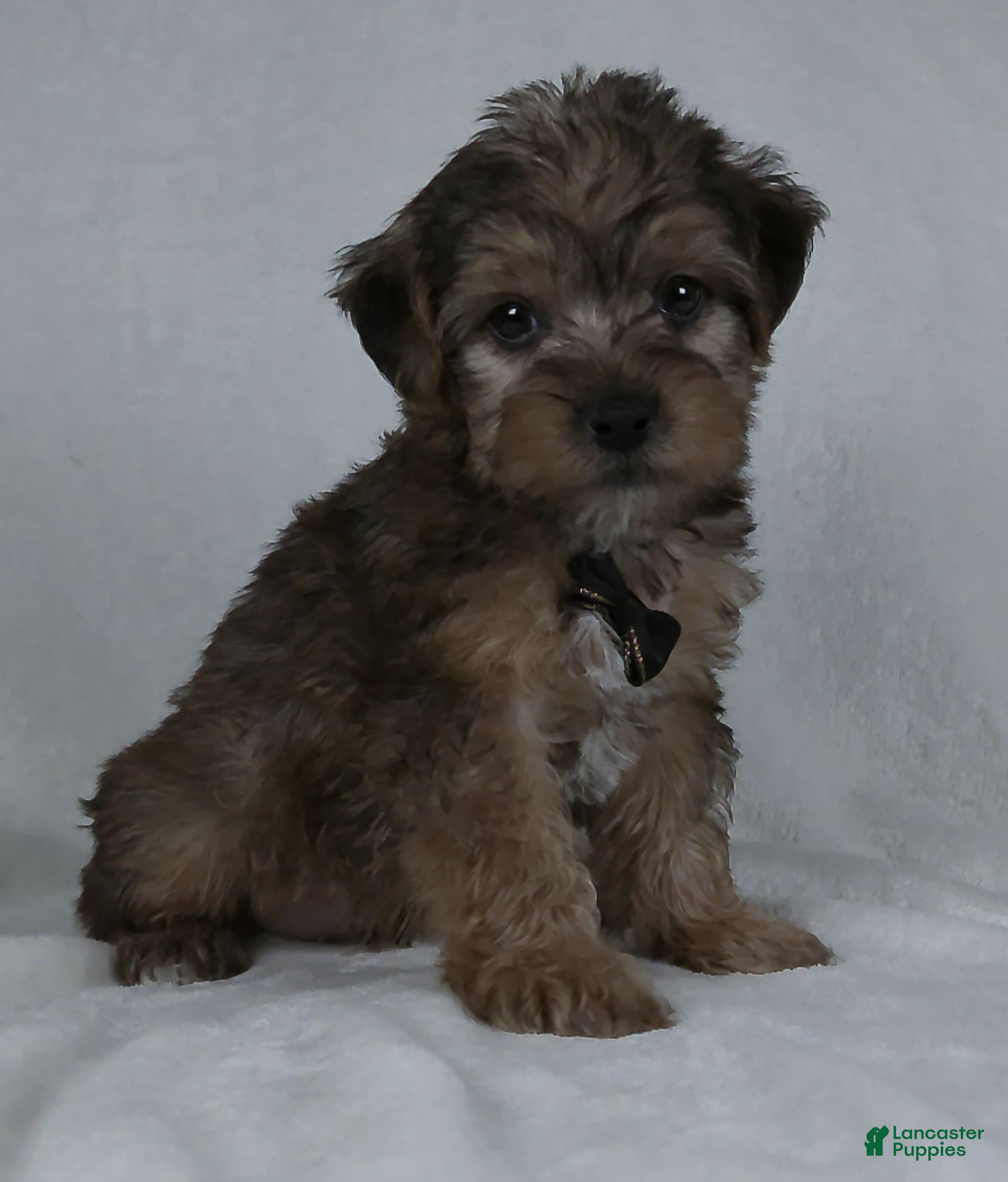 Yorkiepoo dogs Kaleb - Ad 1